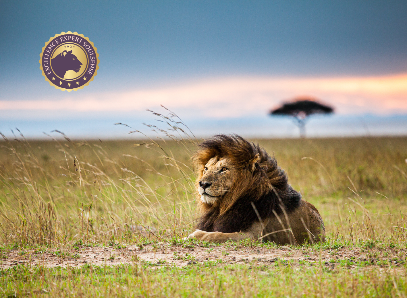 Retreat Lionheart Soulsense Retreat Lionheart Soulsense