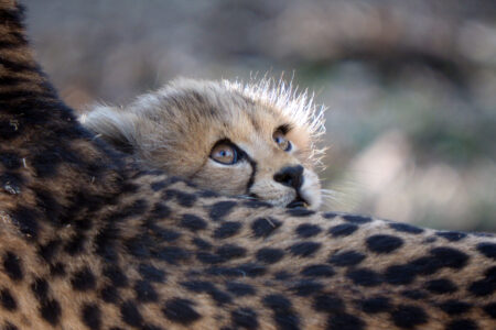 dreamstime_l_57116472© Edwin Butter - Kopie - Kopie