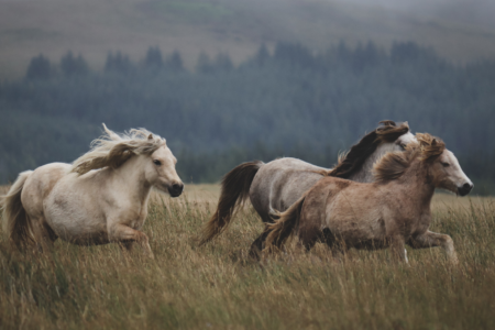 Grundlagen spirituell-psychologische BegleitungCoaching (120 x 88 mm) (80)