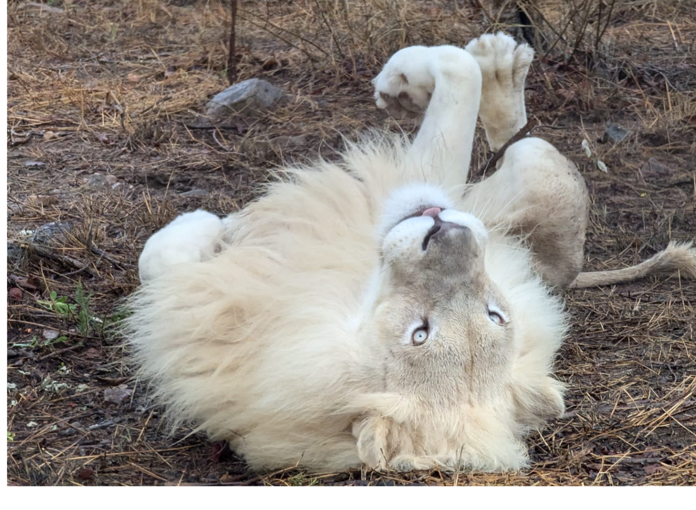 Kopie von Coaching Psychologie (18) - Kopie