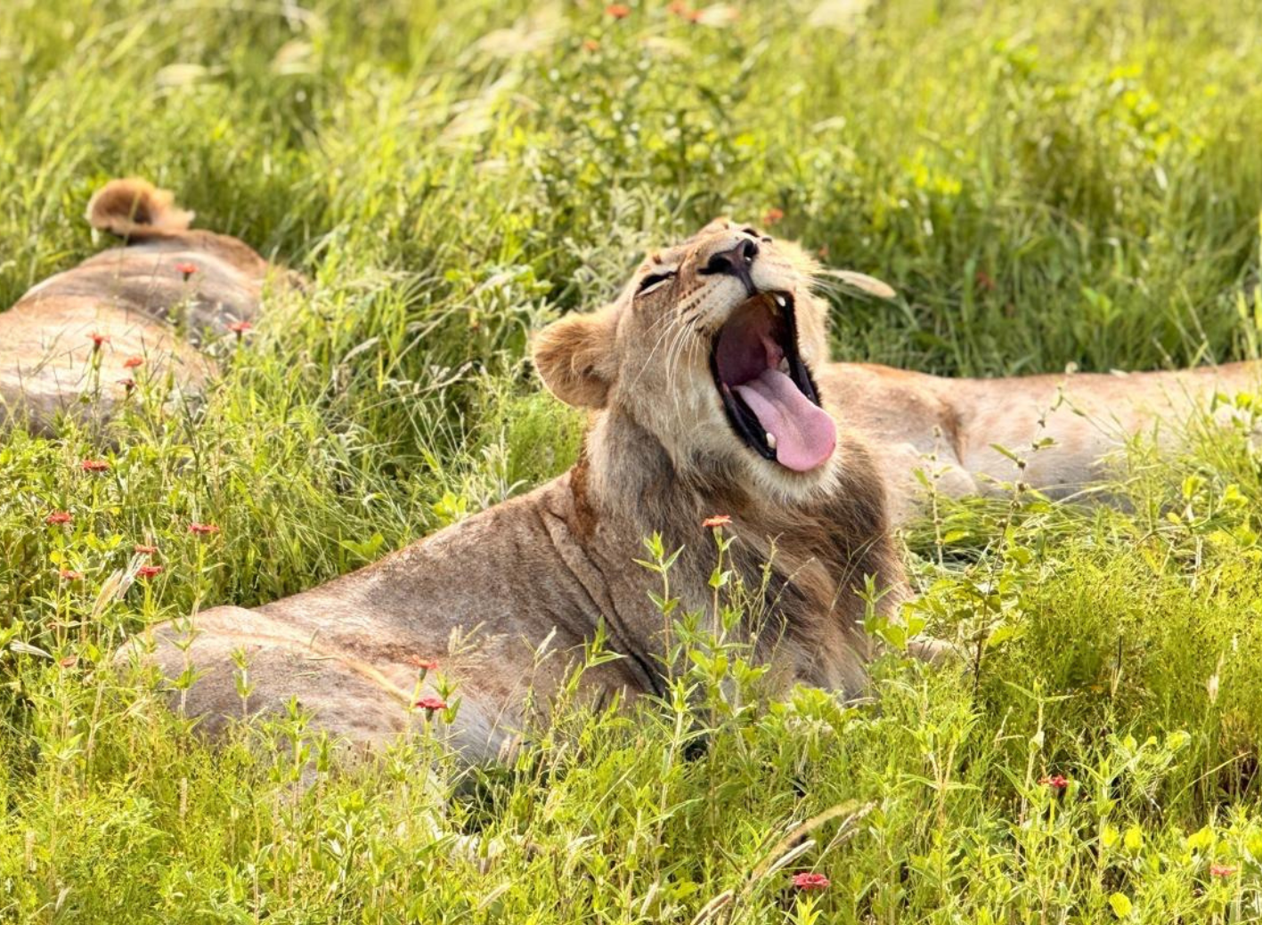 Kopie von Coaching Psychologie (3)